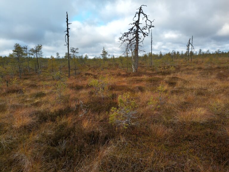 Huhmarneva. Kuva: Petri Haapala