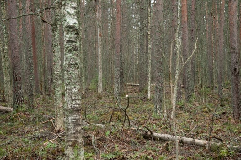 Säätiölle suojelualue Hämeenlinnasta