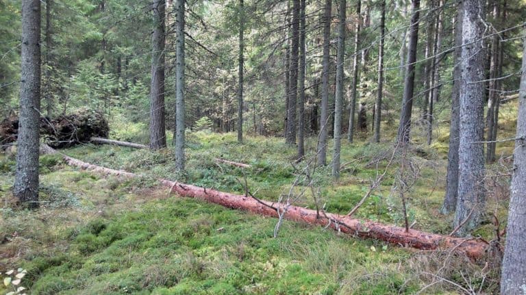 Lahnavuoresta Hämeeseen jo kymmenes suojelualue