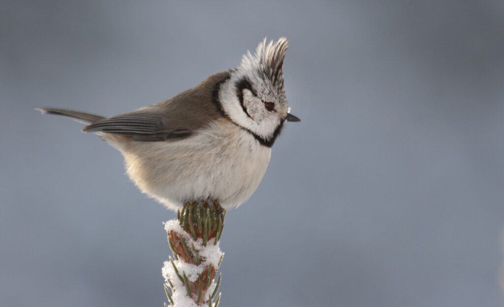 Kuva: Hannu Siitonen