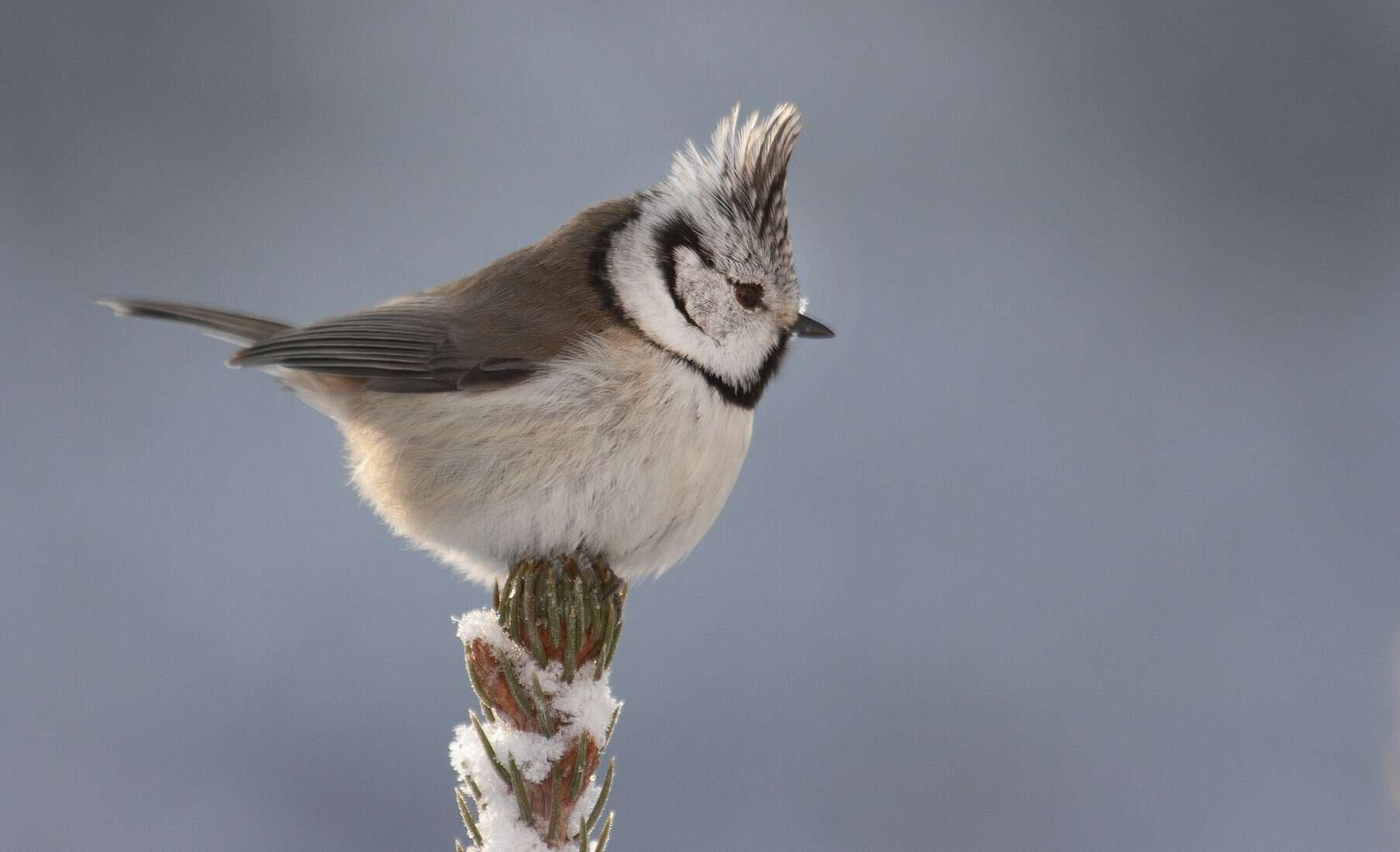 Kuva: Hannu Siitonen