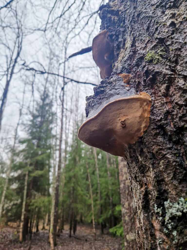 Luhdanniityn vuoden 2026 laajennusalue. Kuva: Vilma Kaukoranta