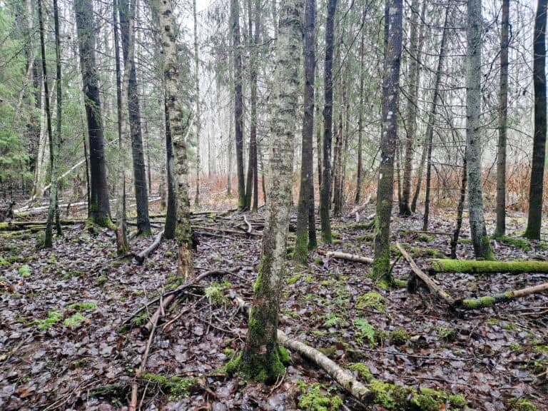 Luhdanniityn vuoden 2026 laajennusalue. Kuva: Vilma Kaukoranta