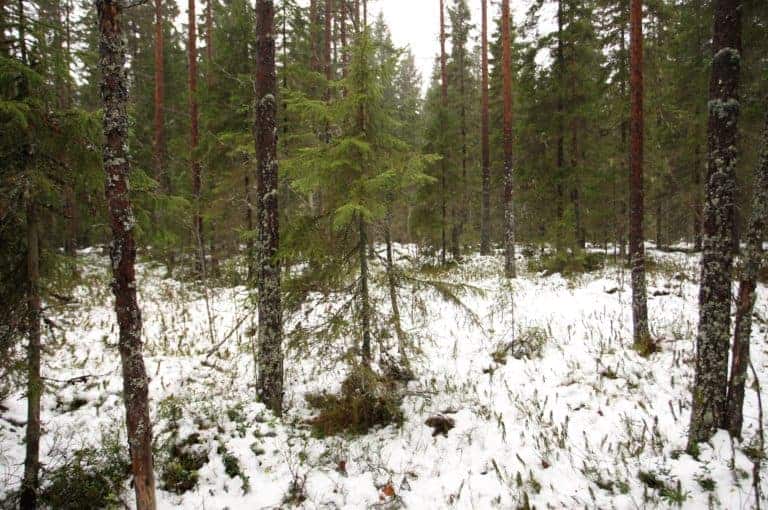 The Foundation Acquired A Forest In Uurainen