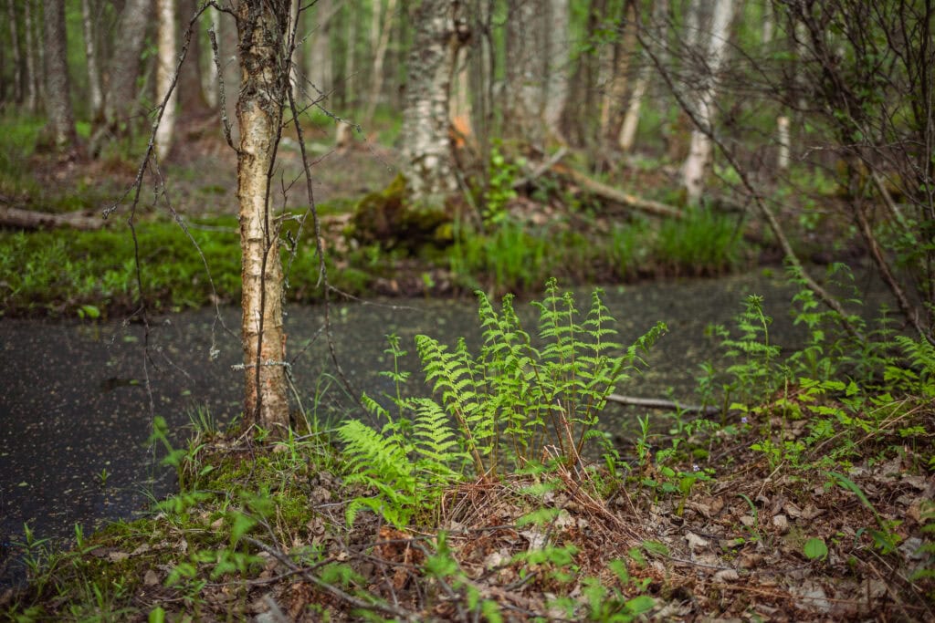 Topenginleija / Elämää ulkona -luontopolku. Kuva: Caj Koskinen