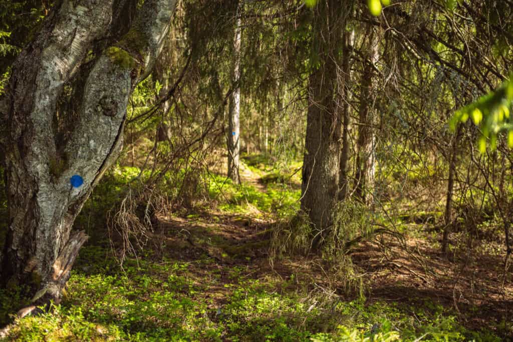 Topenginleija / Elämää ulkona -luontopolku. Kuva: Caj Koskinen