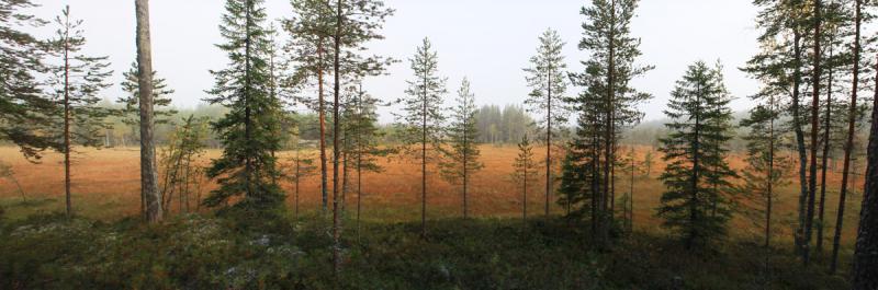 Metsän ja suon panoraama. Kuva: Jari Seppälä
