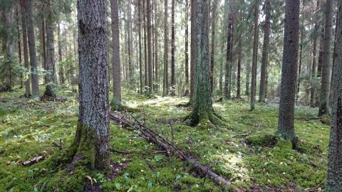 Törngrenin metsät. Kuva: Anneli Jussila
