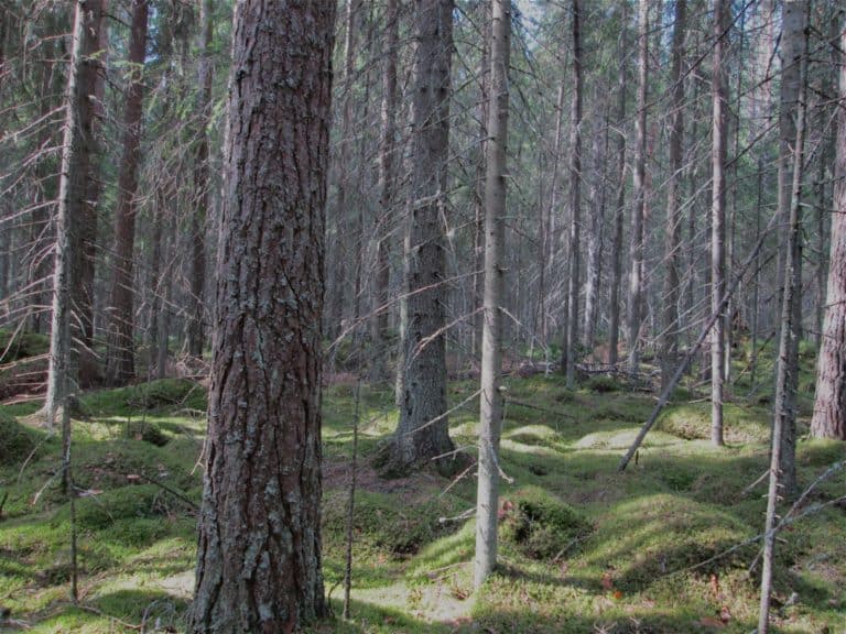 Mer skog placeras under beskydd i Saarijärvi