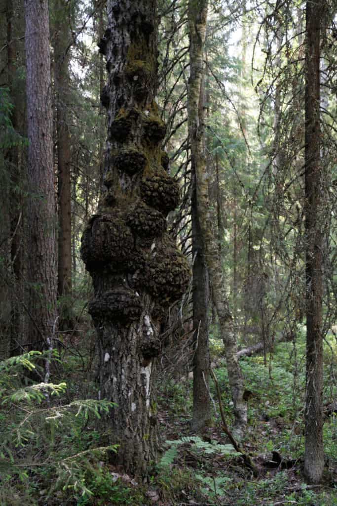 Tervavaara Luonnonperintösäätiö