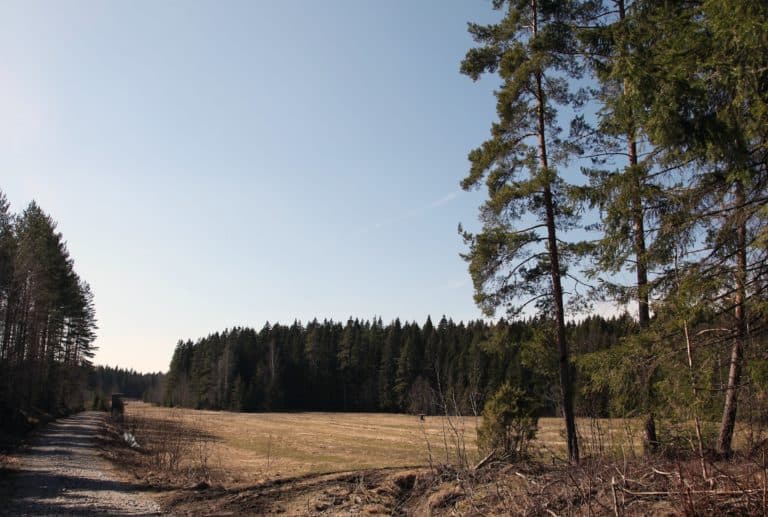 En värdefull skog i Borgå blev stiftelsens egendom