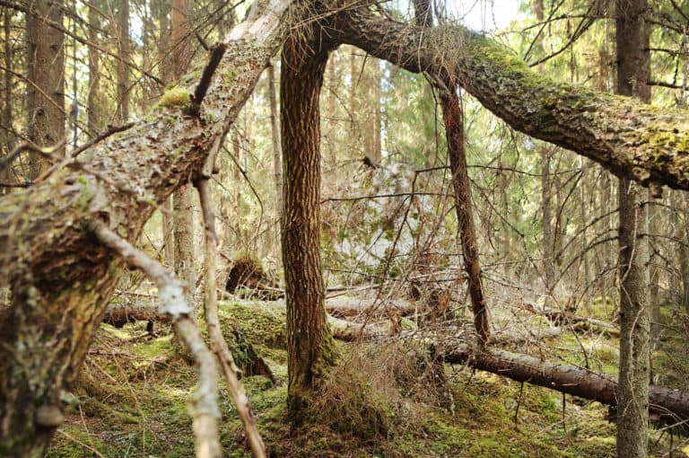 Ett värdefullt skogskärr skyddas i Ulvsby