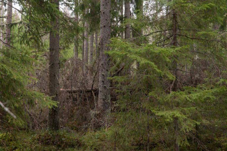 Arkinmäki – ett nytt skyddsområde i Raumo