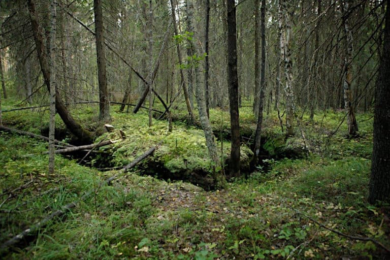 Stiftelsen för naturarvet får en gård inom ett traditionslandskap i Kauhajoki