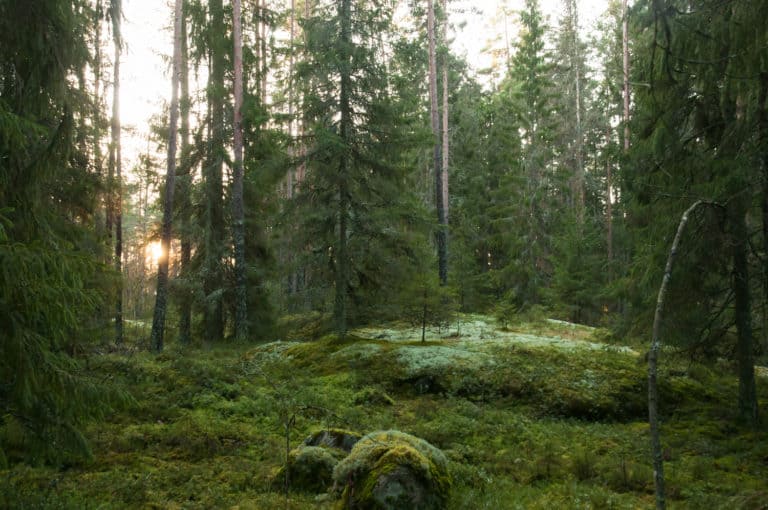 Ett nytt skyddsområde i Egentliga Finland