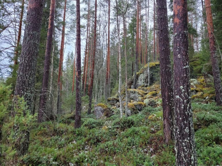 Luonnonperintösäätiö Rotkovuori suojelualue Jämsä