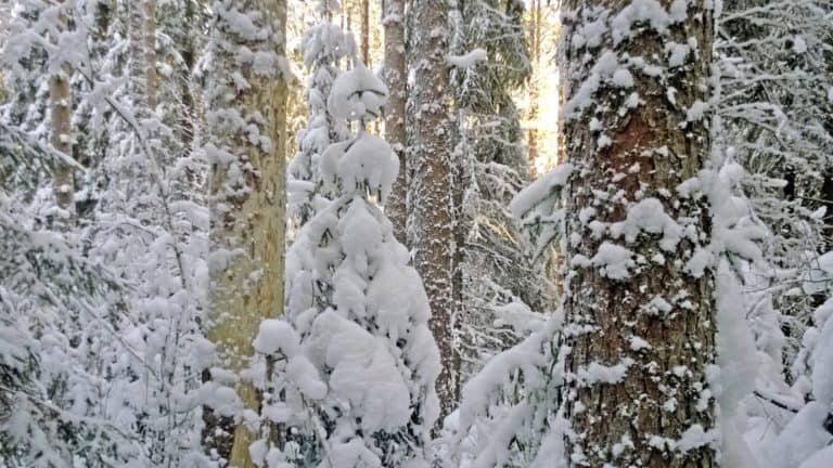 En tät skog under beskydd i Padasjoki