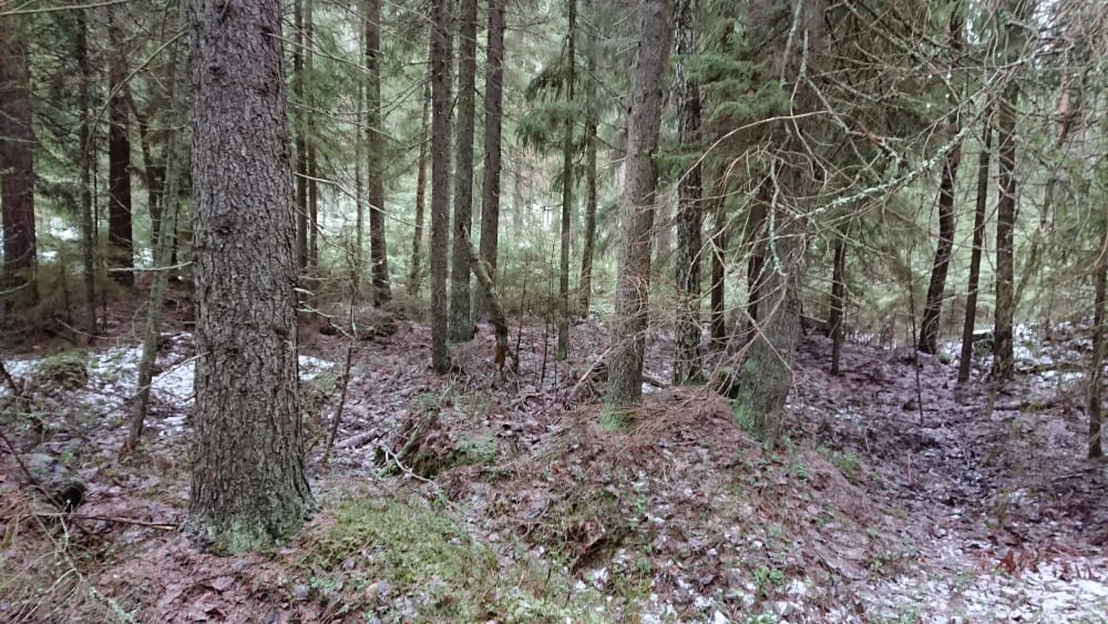 Suden metsä, Kirnukorpi. Kuvaaja: Anneli Jussila