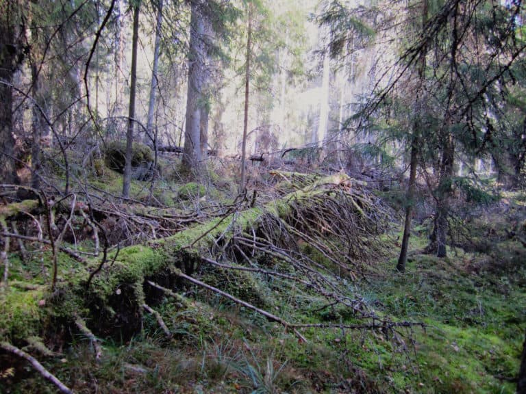 Tapiolanvainio under protection in Kokemäki