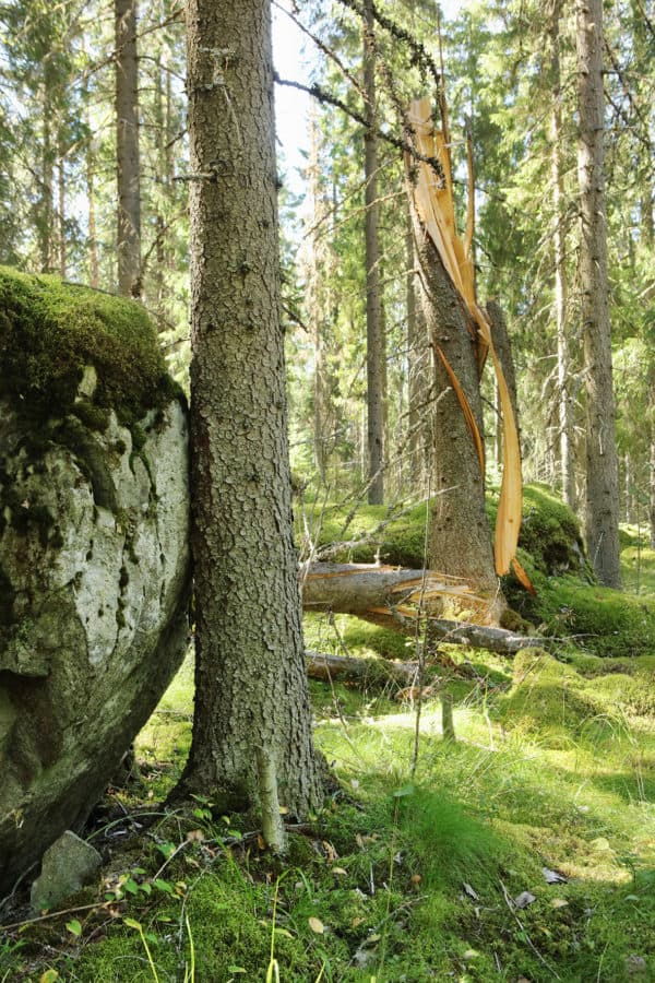 Tiitiäisen metsä. Kuva: Ari-Pekka Auvinen