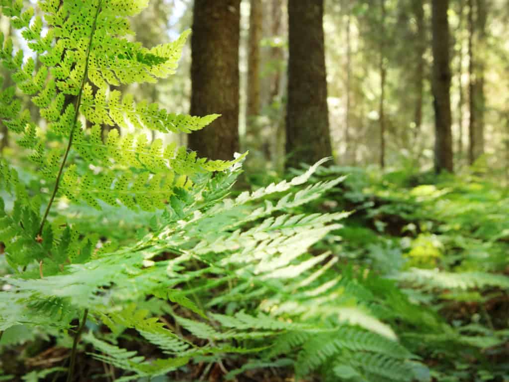 Luonnonperintösäätiö Tiitiäisen metsä suojelualue