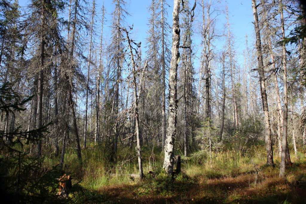 Majavan patoaltaan seurauksena pystyynkuollut kuusikkokorpi Vesikkopuron varrella Luonnonperintösäätiön Tulijoen suojelualueen naapurissa.