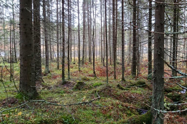 Stiftelsen för naturarvet skyddar tre områden i Norra Karelen