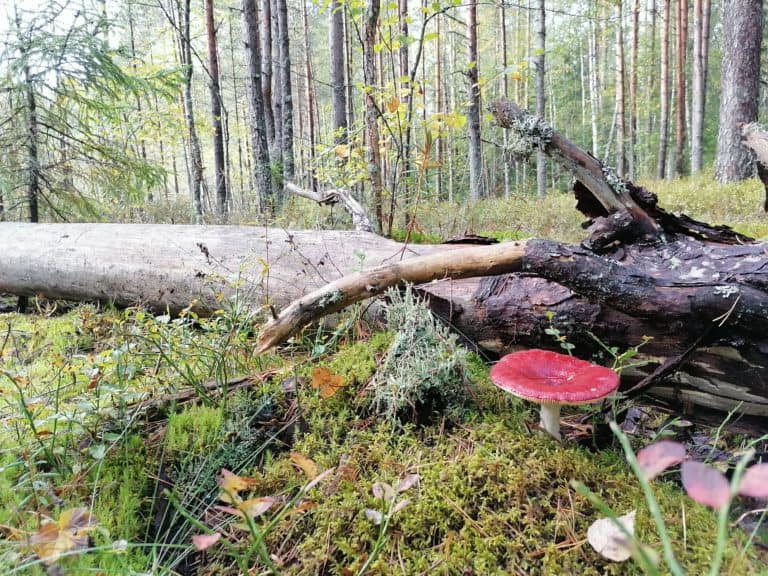 Valuable areas gifted to the Finnish Natural Heritage Foundation