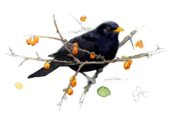 Joulukortti Mustarastas 2-os