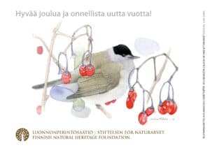 Joulukortti - Mustapääkerttu