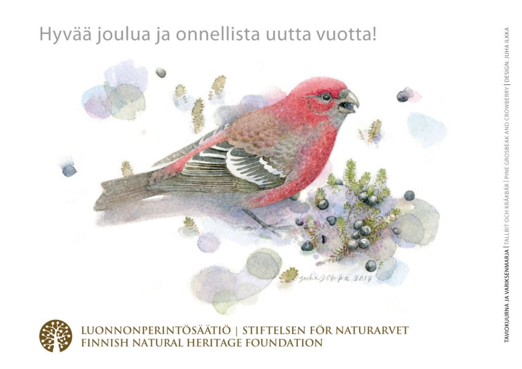 Joulukortti - Taviokuurna