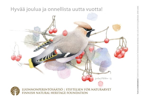 joulukortti-tilhi Joulukortti - Tilhi