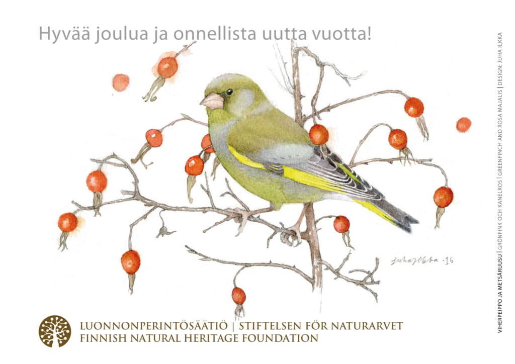 Joulukortti - Viherpeippo