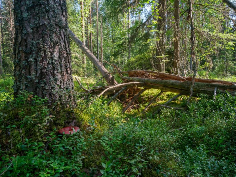 Luonnonperintösäätiö etsii Rytmikorjaamon metsää Etelä-Pohjanmaalta