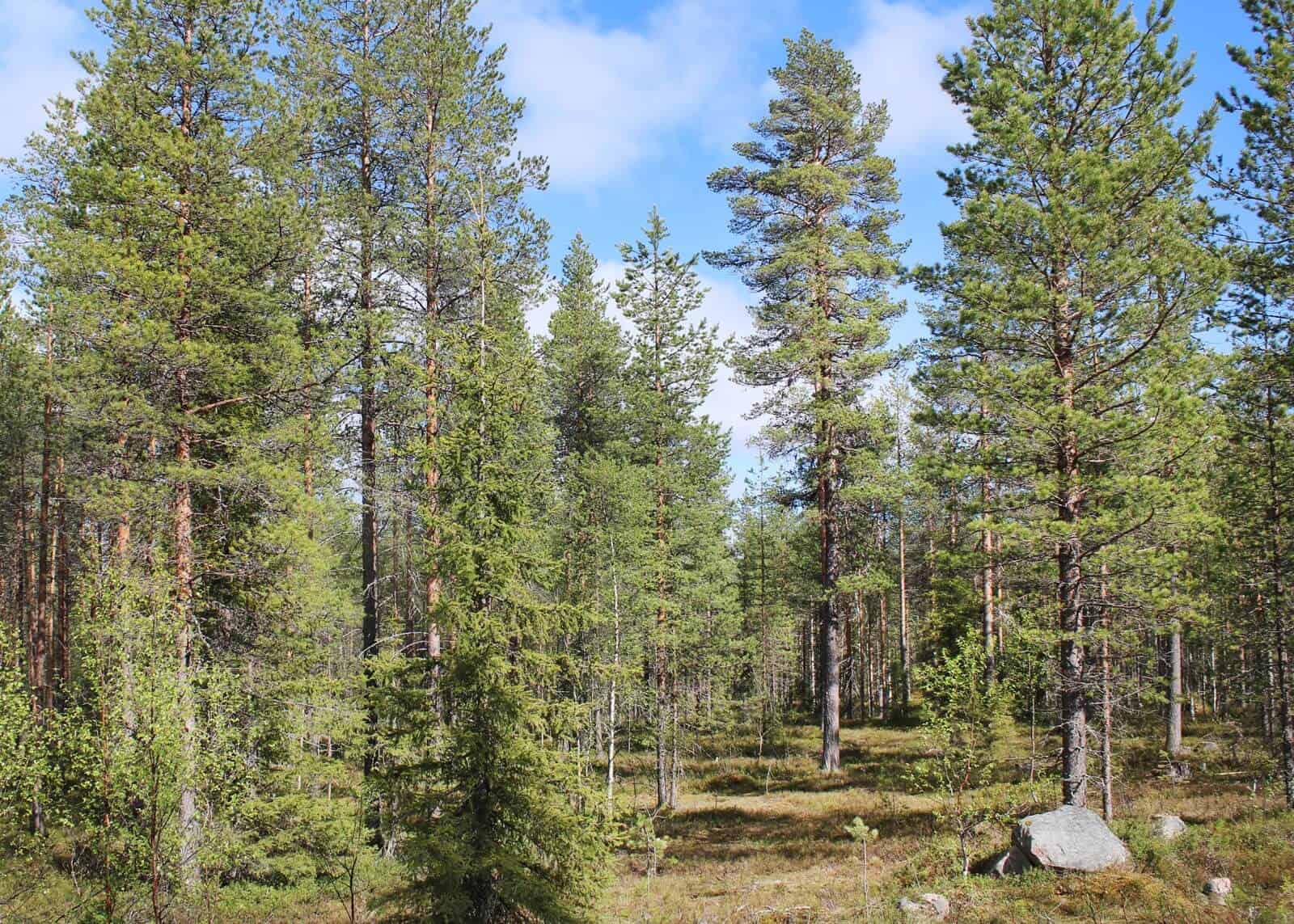 90-year-old coniferous forest
