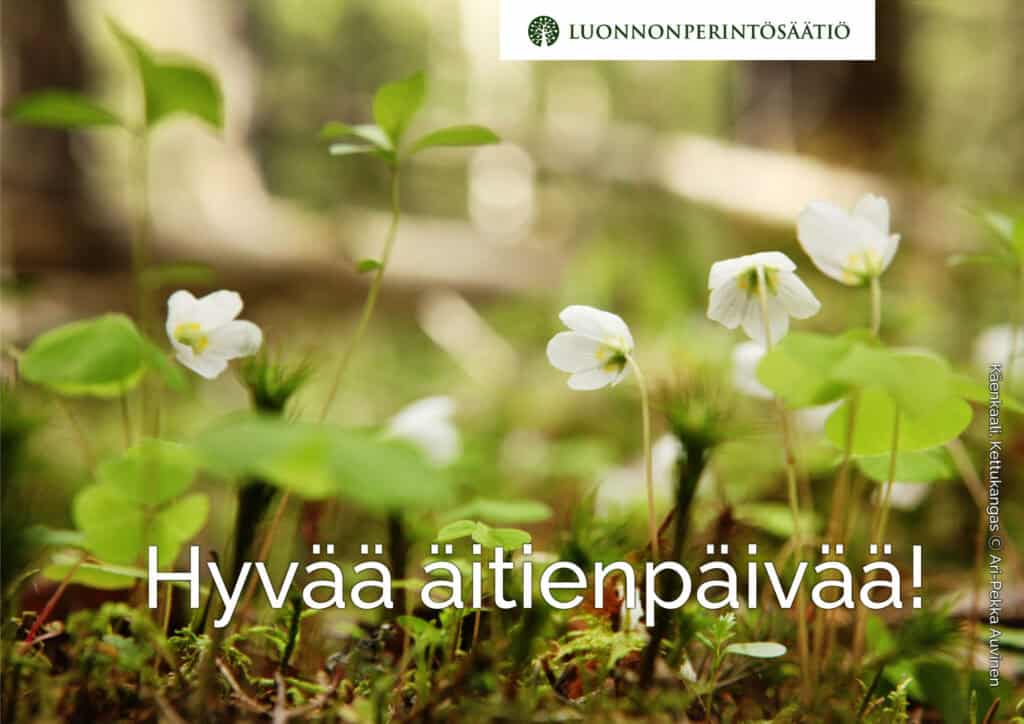 Käenkaali. Kuva: Ari-Pekka Auvinen