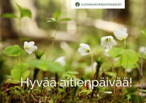 Käenkaali. Kuva: Ari-Pekka Auvinen