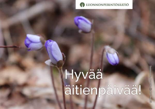 Sinivuokko. Kuva: Mari Helkiö