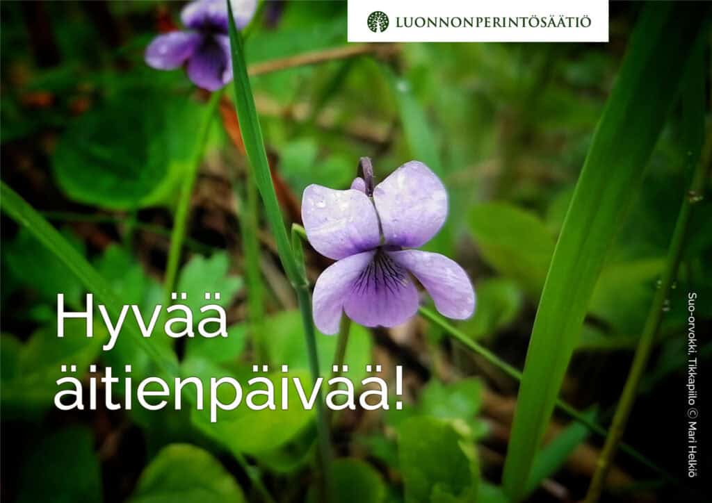 Suo-orvokko. Kuva: Mari Helkiö