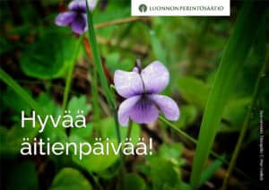 Suo-orvokko. Kuva: Mari Helkiö