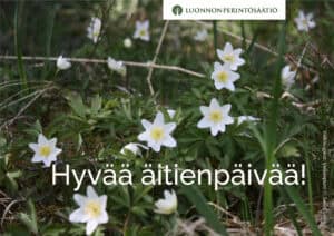 Valkovuokot. Kuva: Saara Laine