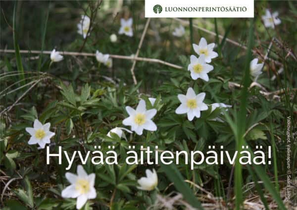 Valkovuokot. Kuva: Saara Laine