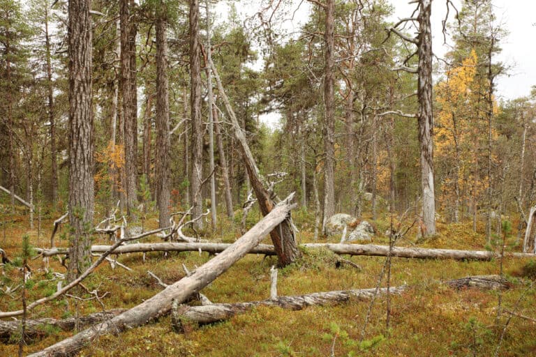 Keskimmäinen Kivijärvi forest