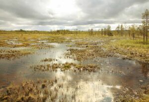 Kontiosuo. Kuva: Ari-Pekka Auvinen