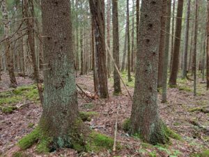 Kartanon metsä. Kuva: Anneli Jussila