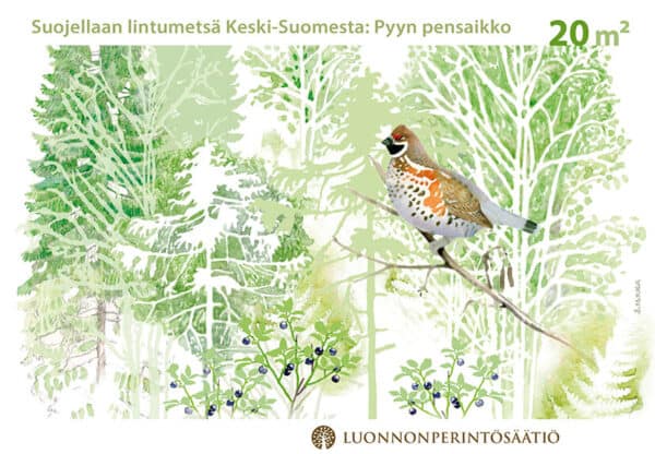 Suojellaan lintumetsä Keski-Suomesta. Kuvitus: Juha Ilkka