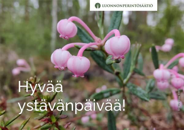 ystavanpaivakortti-suokukka