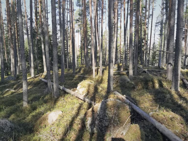Luonnonperintösäätiö rauhoittaa aarniometsää Keski-Suomessa