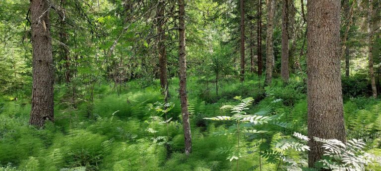 Pohjois-Savosta suojeltiin Torpan metsä
