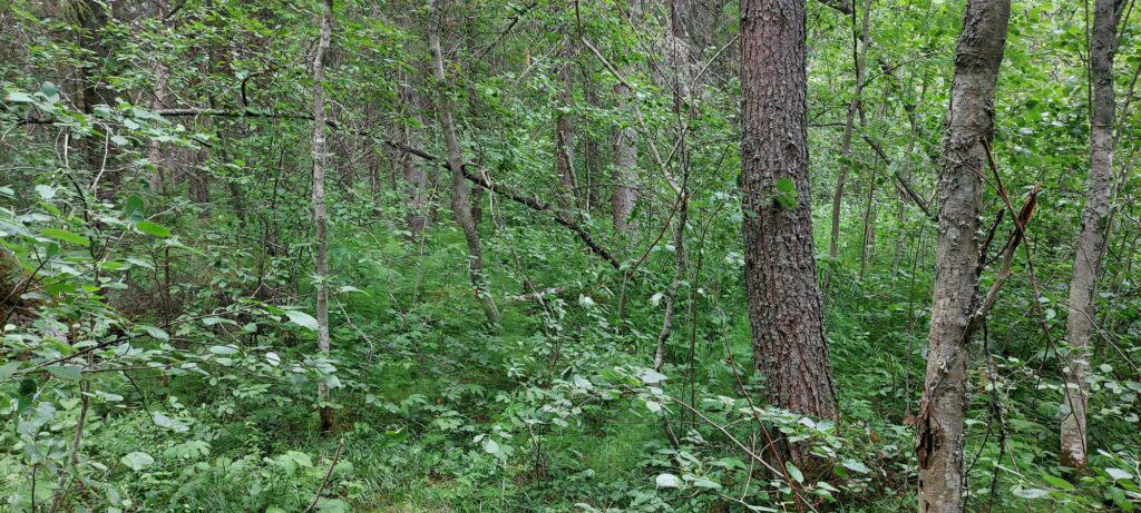 Torpan metsä. Kuva: Harri Hölttä